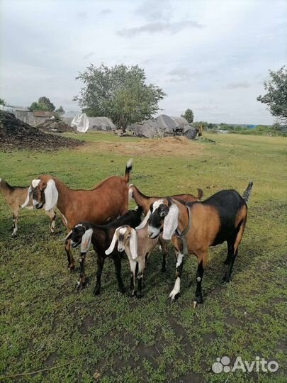 Козлики нубийские