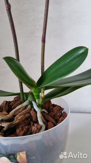 Орхидея фаленопсис