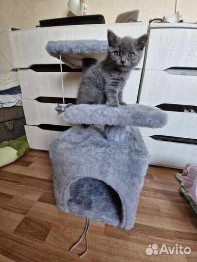 Котенок британка