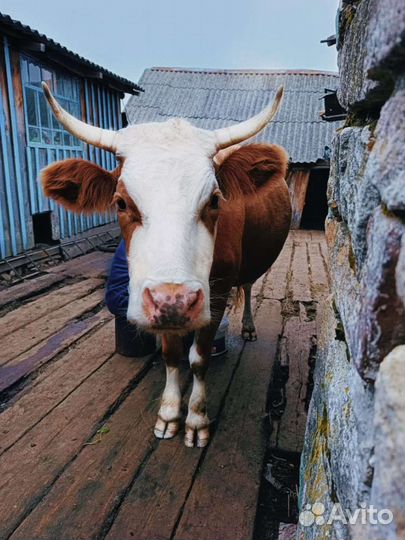 Продается дойная корова
