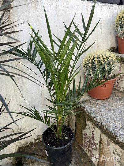 Пальма Финиковая