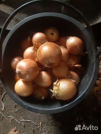 Лук репчатый