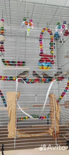 Зебровые амадины