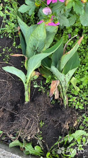 Канна rosemond cole