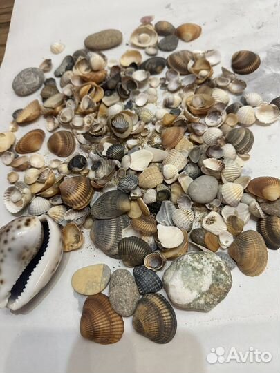 Морские ракушки