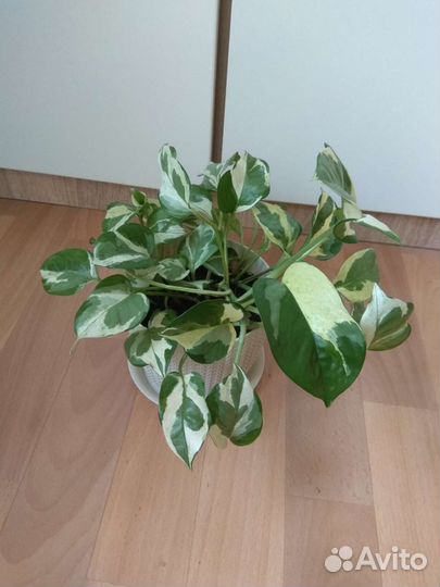 Эпипремнум (Сциндапсус н джой)