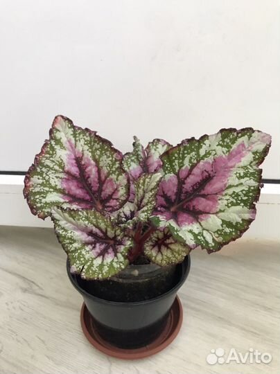 Бегония декоративно-лиственная (королевская)