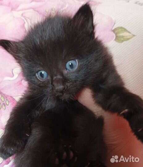 Кошки в добрые руки бесплатно