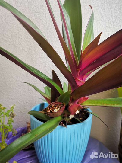 Продам цветы комнатные