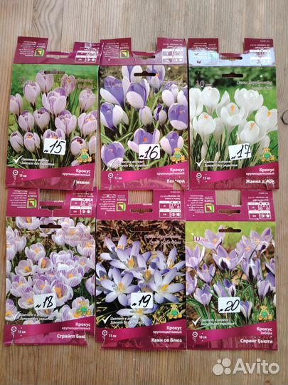 Крокусы луковицы