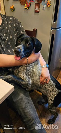 Собака в добрые руки