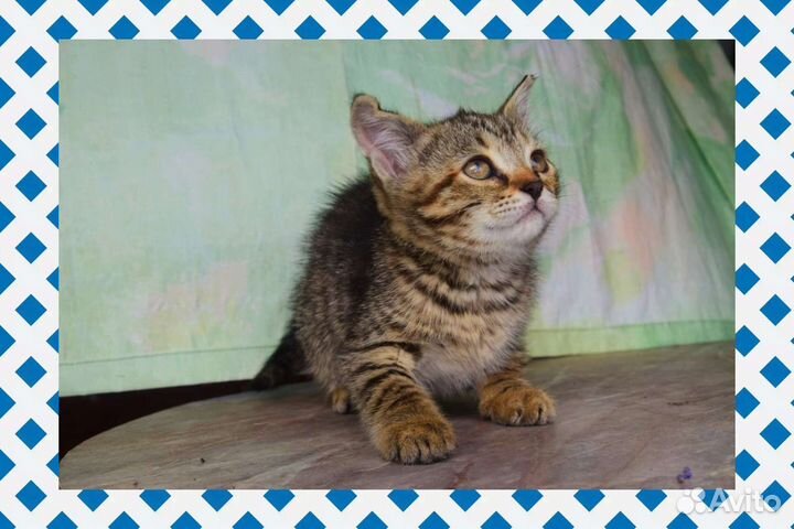 Котята в любящие руки