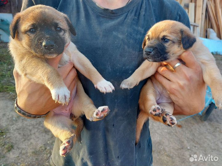 Щенки