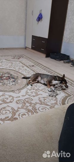 Домашние животные собаки маленькие