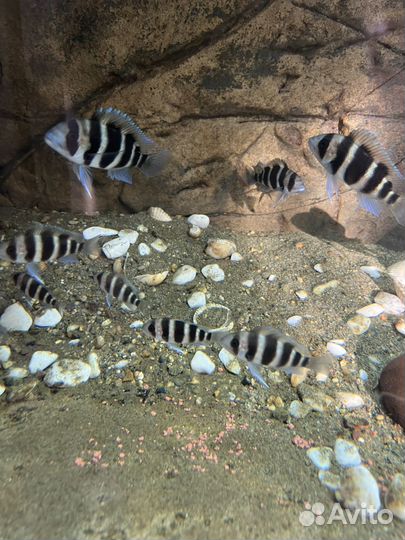 Рыба Фронтоза блюзаир