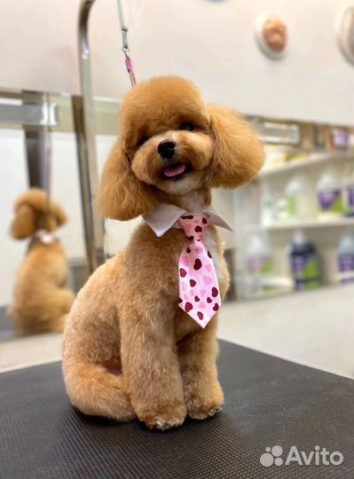 Стрижка собак и кошек / груминг салон Умка