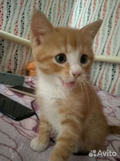 Котенок в добрые руки