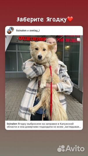 Домашние животные в добрые руки