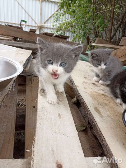 Котята в дар