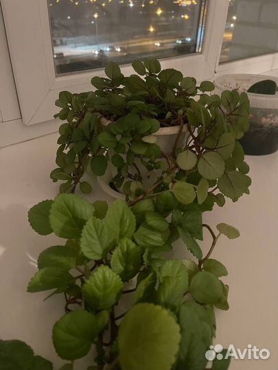 Комнатные растения