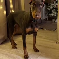 Доберман, щенок