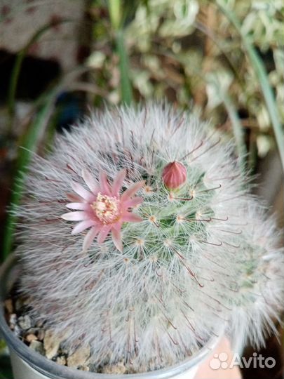 Кактус цветущий