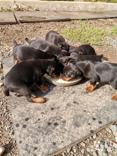 Щенки ягдтерьер