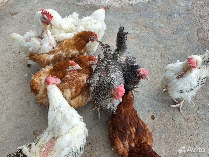 Куры несушка