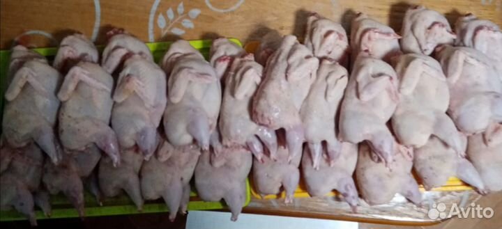 Мясо перепелов, перепела, яйцо перепелиное