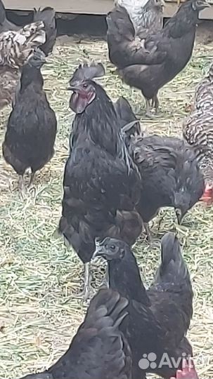 Чёрный петух