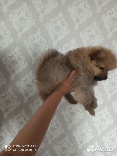 Щенки шпица