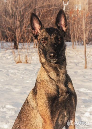 Собака малинуа