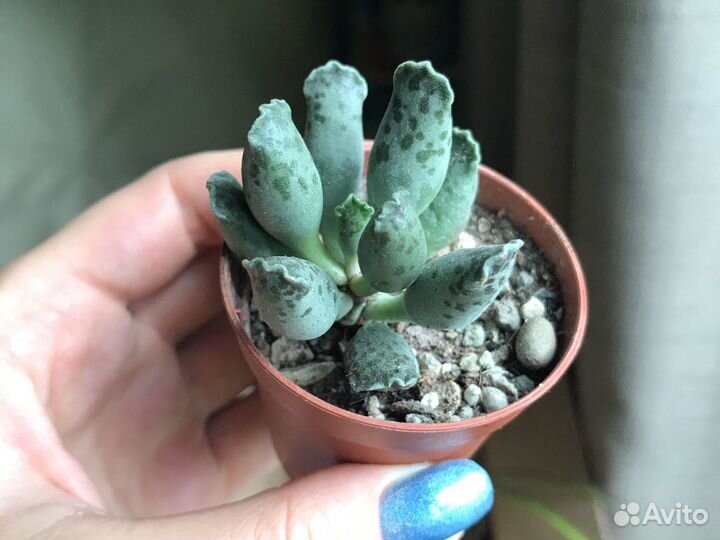 Хавортии разные, каланхоэ и тд