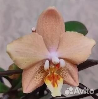Орхидеи, фаленопсисы (Отцвели)