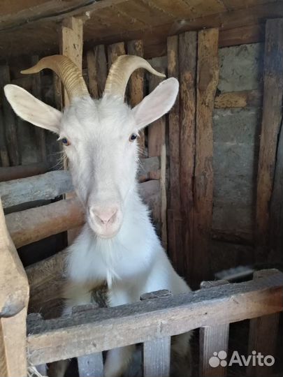 Продаются козлята и дойная коза