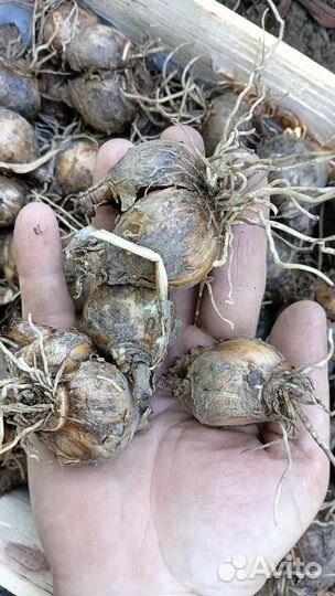 Нарциссы. Луковицы