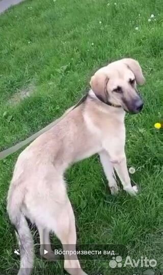 Щенок 11 месяцев мальчик Кангал