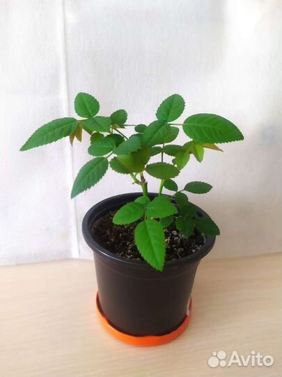 Роза кордана