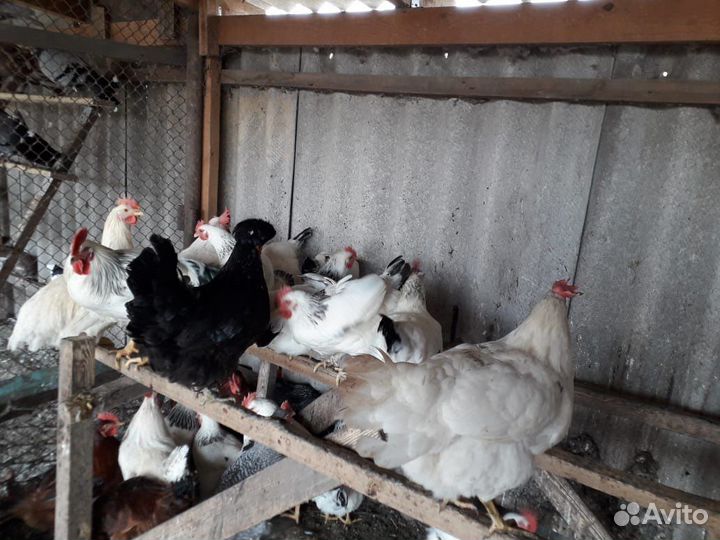 Домашние Куры и петухииндейки и Индоутки