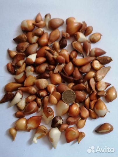 Луковицы тюльпанов детки