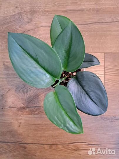 Сциндапсус Мунлайт, эпипремнум Неон