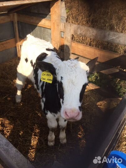 Телята бычки