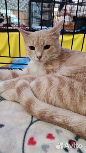 Рыжик в добрые руки