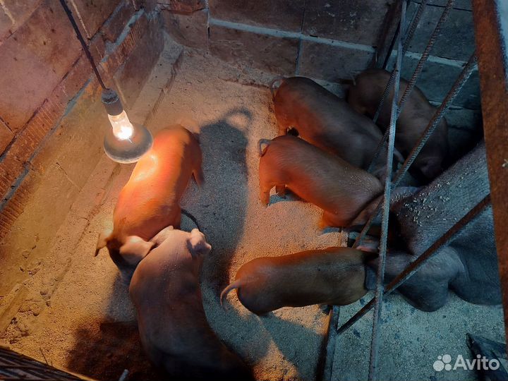 Поросята породы дюрок