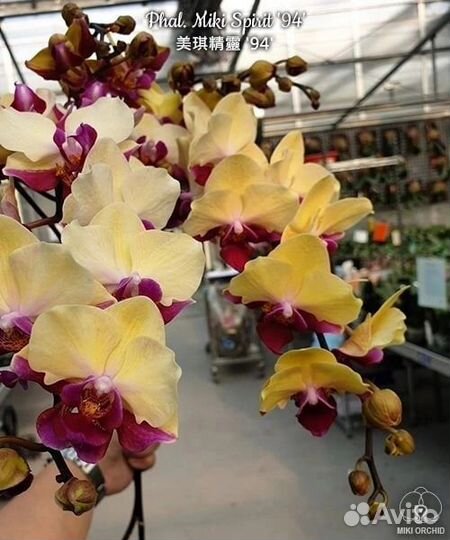 Орхидея Miki Spirit