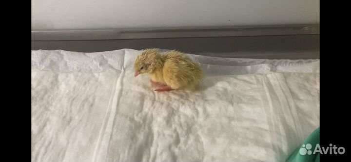 Продам перепелов