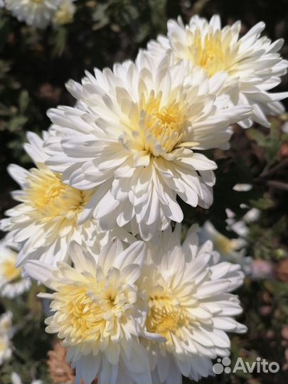 Хризантемы и многолетние астры