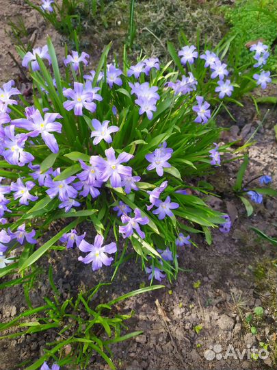 Первоцветы