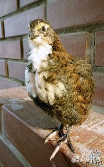 Перепела техасской, эстонской, маньчжурской породы