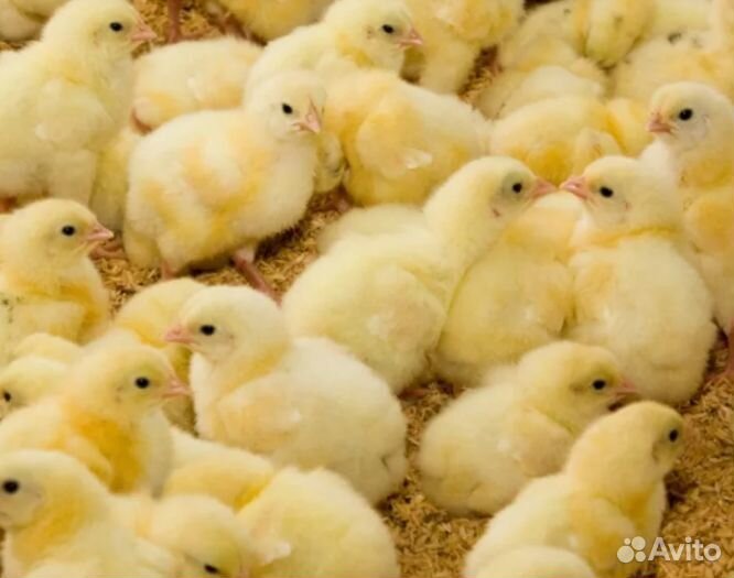 Росс308 цыплята бройлера в ст. Старокорсунскую